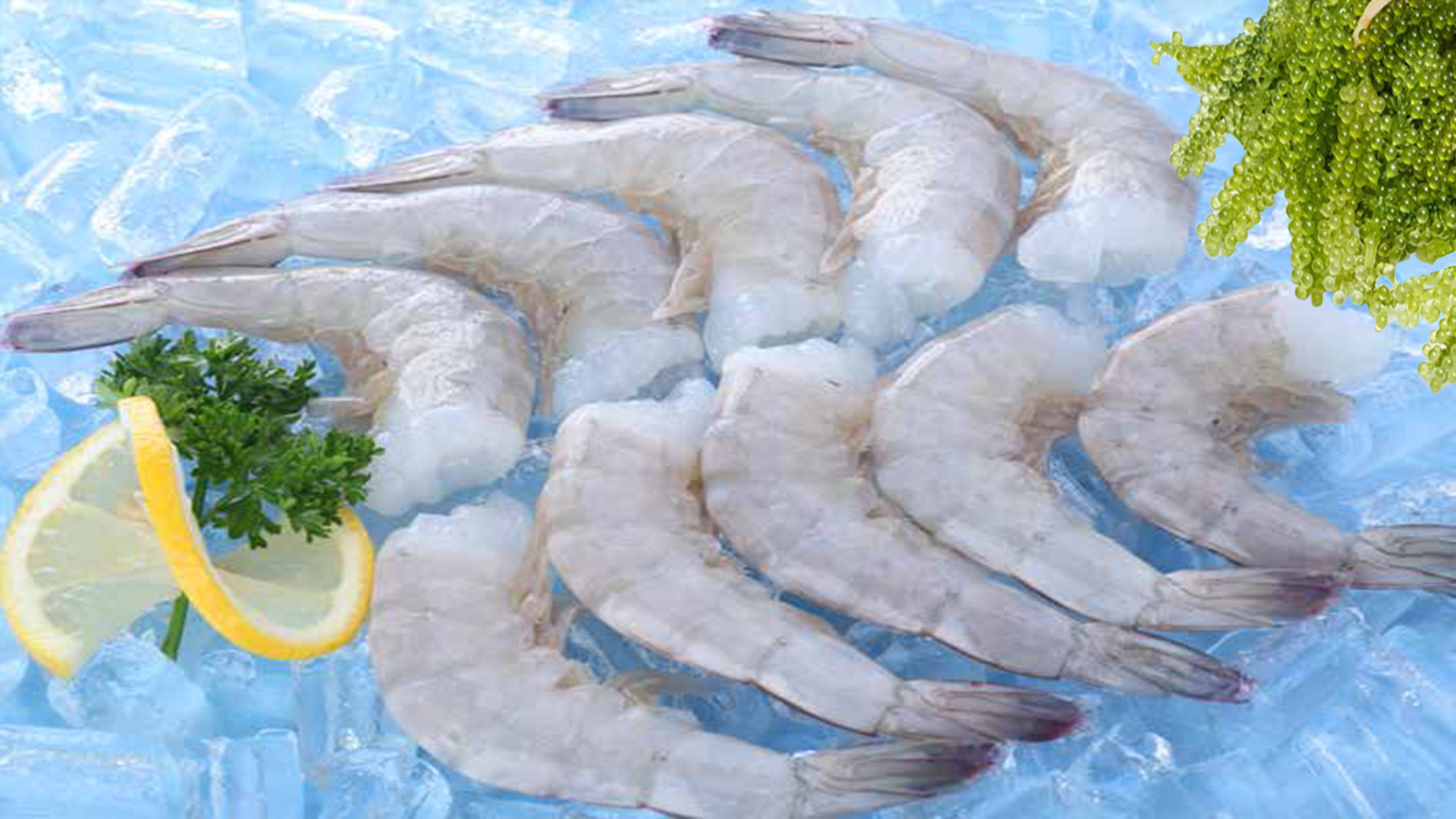 Ấn Độ “hồi sinh” khiến nhập khẩu tôm của Mỹ tăng mạnh