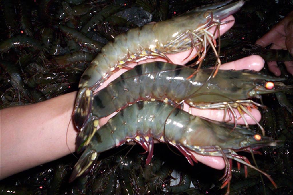 TARS 2021 với chủ đề ‘Tôm: Thị trường - Lợi nhuận - Năng suất’