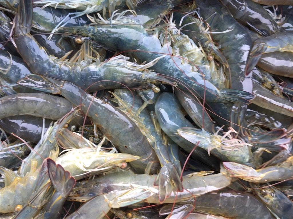 Nhật Bản, Đài Loan và Hàn Quốc  - Những thị trường tiềm năng của tôm châu Á