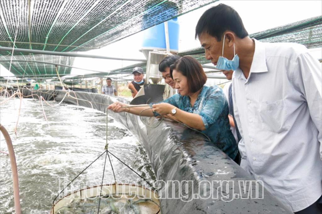 Sóc Trăng: Thắng lớn trong vụ nuôi tôm 6 tháng đầu năm