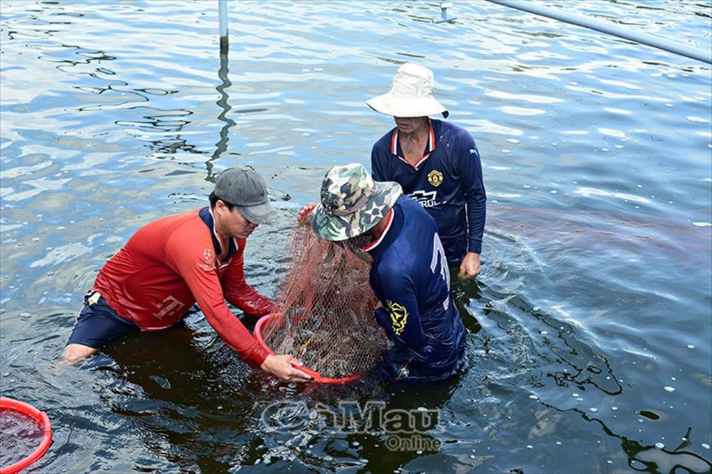 Công ty TNHH Chuỗi tôm rừng Minh Phú ký kết hợp tác nuôi tôm chứng nhận quốc tế
