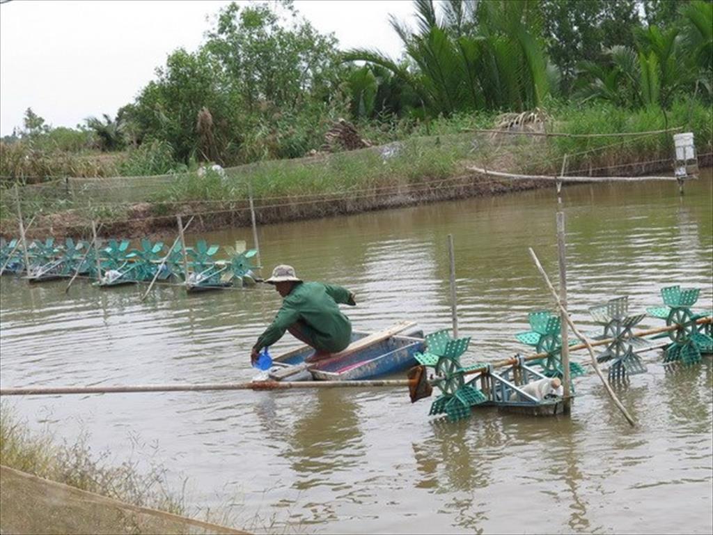 Đa dạng mô hình sản xuất kết hợp nuôi thủy sản sinh thái