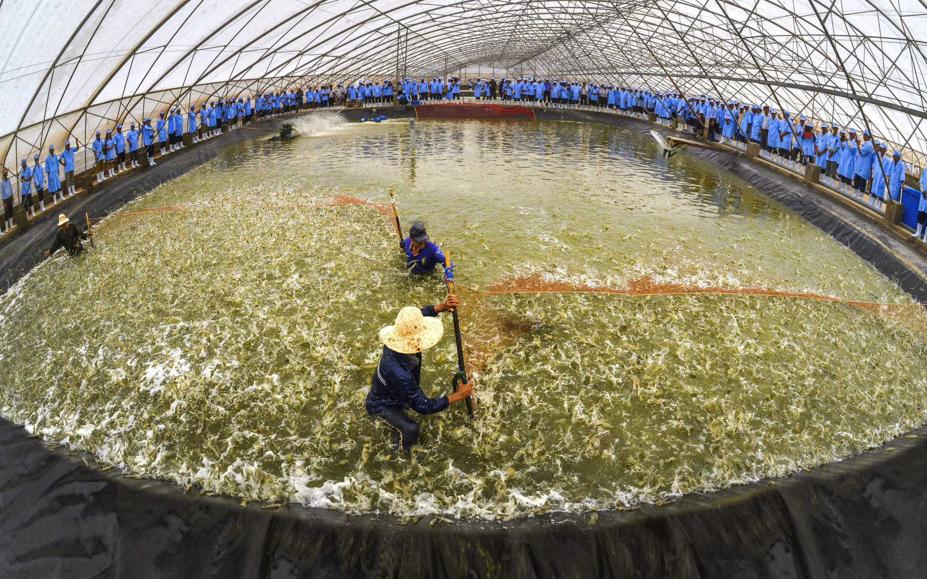 Cà Mau Một khu phức hợp sản xuất tôm giống công nghệ cao đạt chứng nhận quốc tế BAP