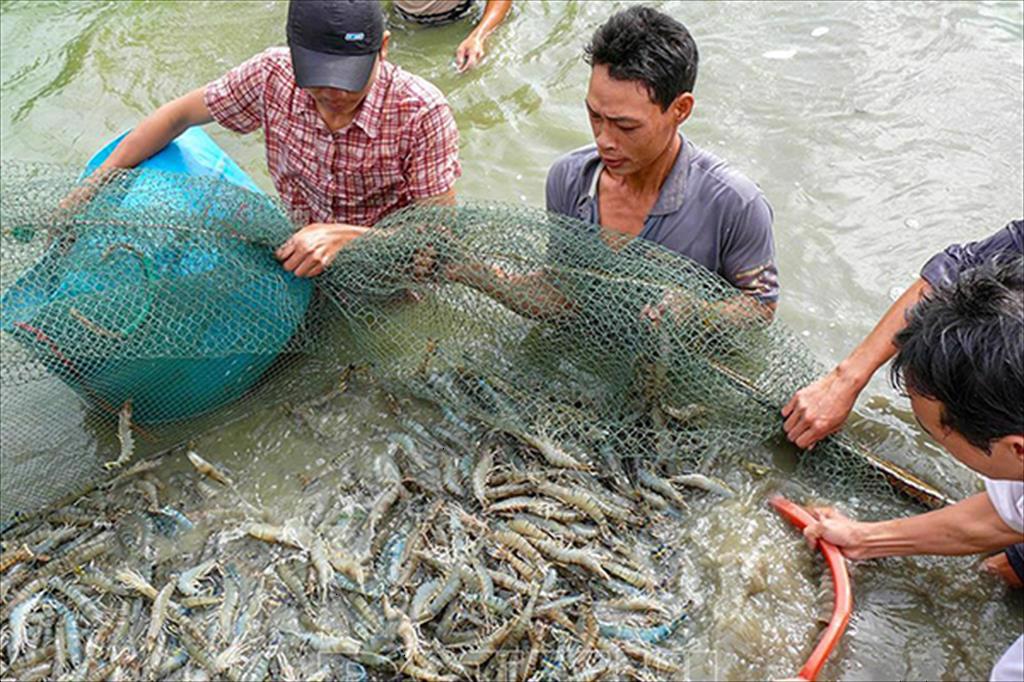 Cần Thơ: Tổng sản lượng thủy sản đến tháng 7 năm 2021 ước đạt 97 nghìn tấn tăng 17% so với cùng kỳ