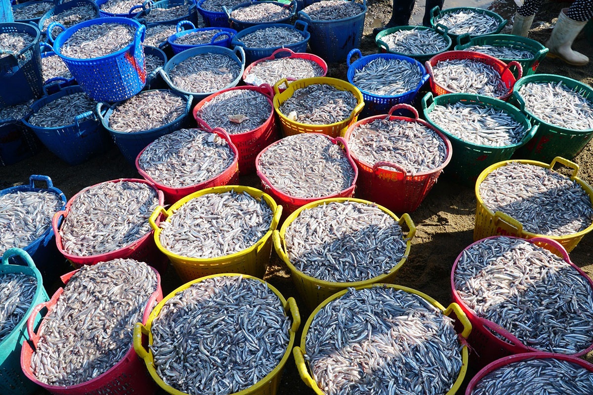 Trung Quốc Tồn kho bột cá có thể đạt kỷ lục vào mùa thu