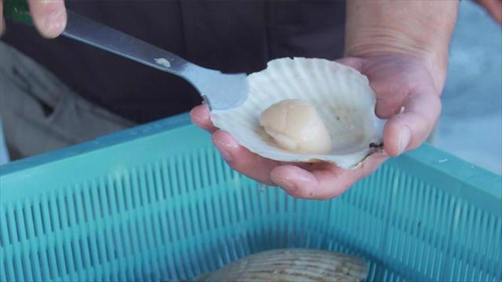 Mỹ tăng nhập khẩu sò điệp trong 5 tháng đầu năm 2021