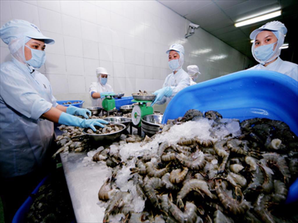 Xuất khẩu tôm khó giữ được tăng trưởng nếu chậm trễ tiếp cận vaccine