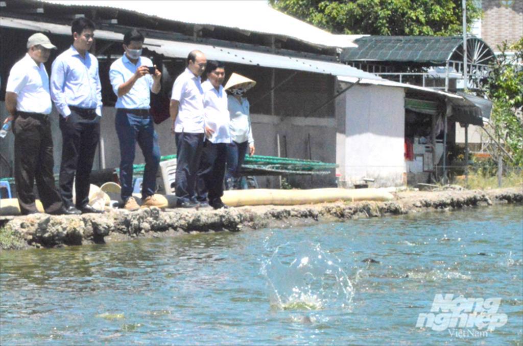 Hậu Giang phát triển nuôi thủy sản thâm canh nâng cao giá trị