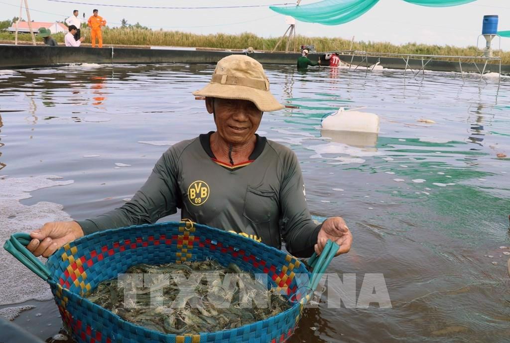 Kiên Giang cấp mã số nhận diện cơ sở nuôi tôm nước lợ