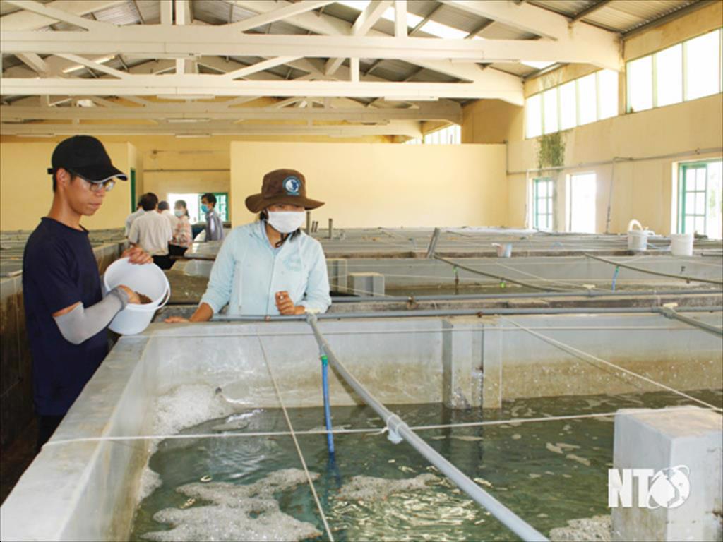 Nâng tầm thương hiệu Tôm giống Ninh Thuận