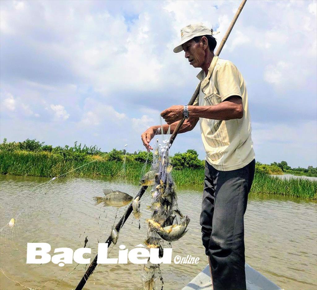 Hiệu quả từ nuôi tôm kết hợp thả cá rô phi xử lý nguồn nước