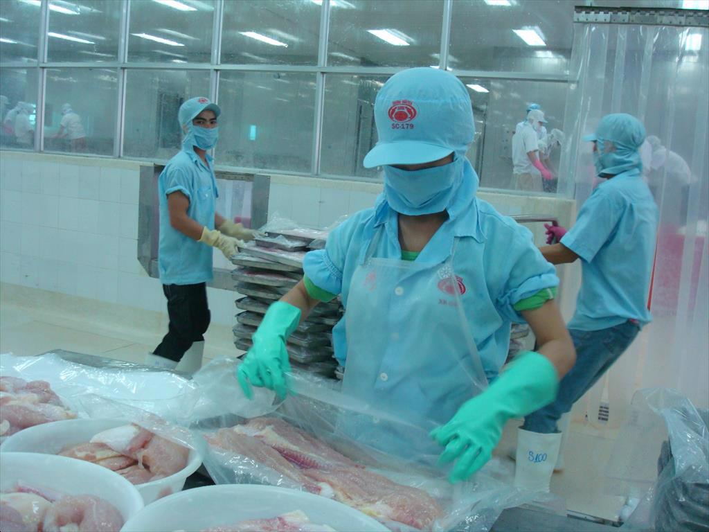Pangasius exports increased 17% in the first half of the year