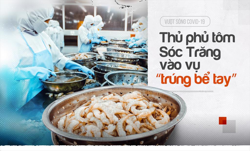 Vượt sóng COVID-19: Thủ phủ tôm Sóc Trăng vào vụ ‘trúng bể tay’