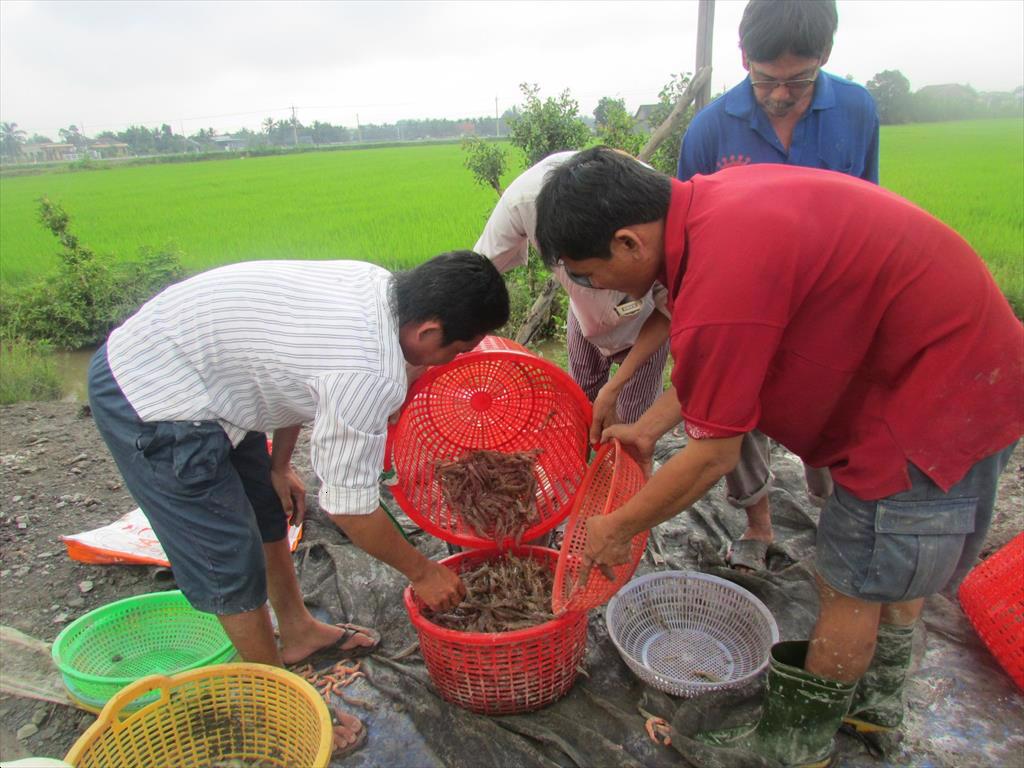 Người nuôi tôm gặp khó do ảnh hưởng bởi dịch Covid-19