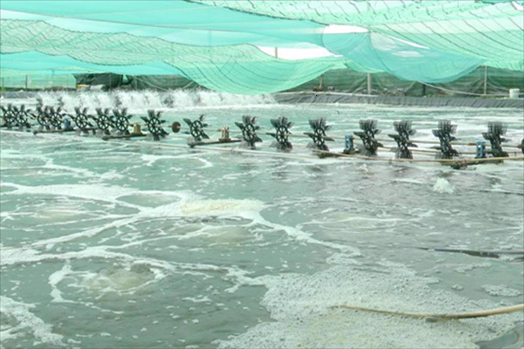 ‘Thủ phủ tôm’ Sóc Trăng vào mùa bội thu