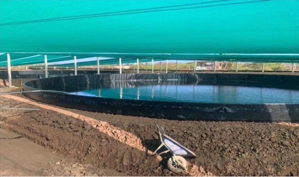 Tăng cường quản lý ao nuôi tôm trong mùa mưa