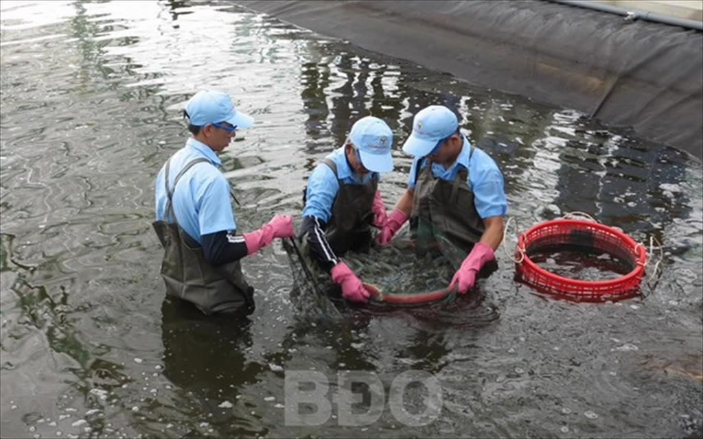 Bình Định: Nuôi tôm nước lợ trên địa bàn tỉnh: Hướng đến phát triển bền vững