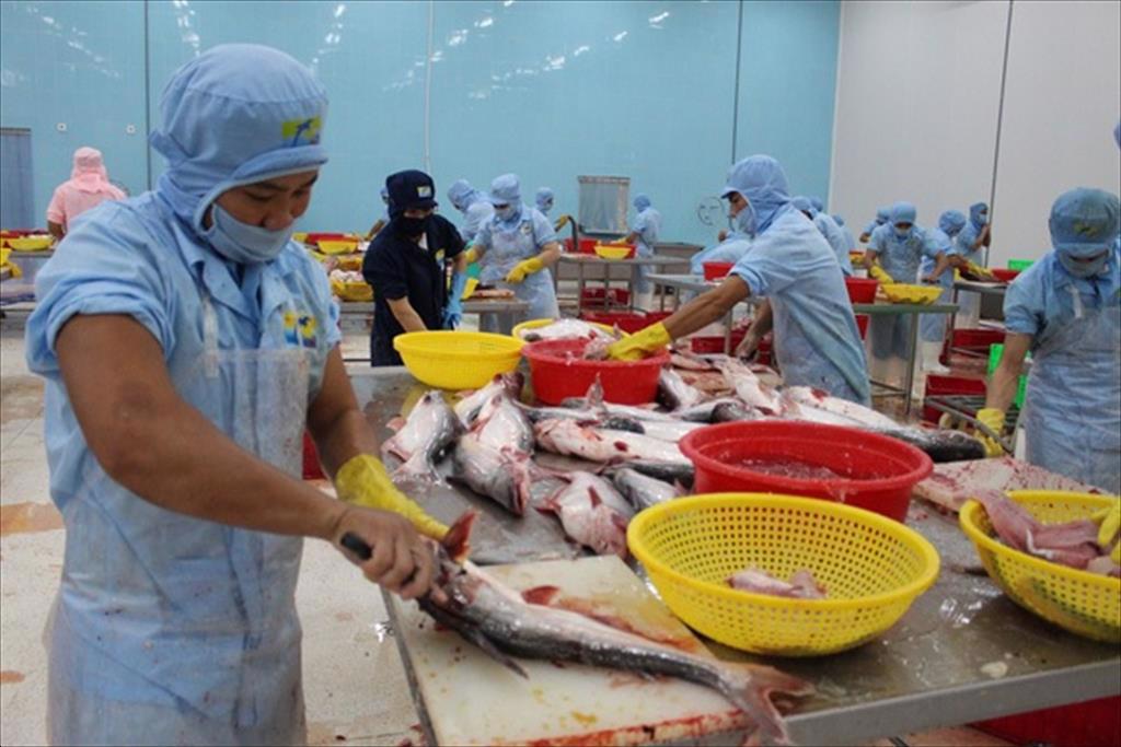 Hơn 70% nhà máy đóng cửa, ngành thủy sản khẩn thiết đề nghị tiêm vắc xin cho công nhân