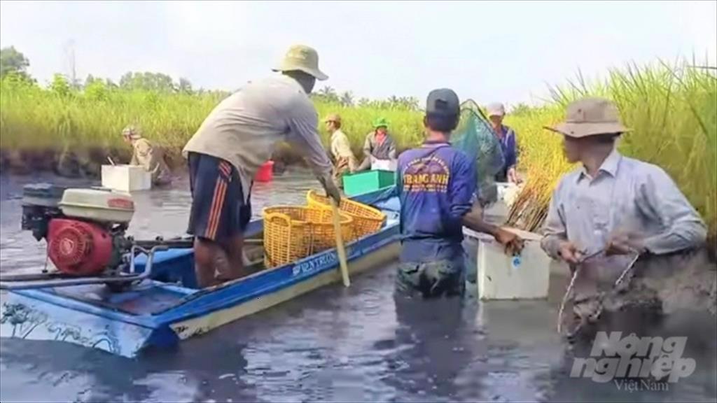 Tôm càng xanh khó tiêu thụ, giá tiếp tục giảm sâu