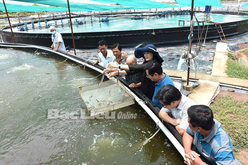 Bạc Liêu: Chỉ thị 06 của Ban Thường vụ huyện Đông Hải: Tạo điều kiện cho con tôm phát triển bền vững
