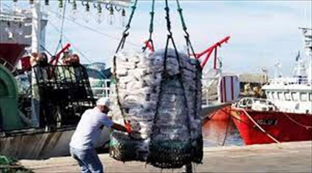 Argentina: Khối lượng xuất khẩu mực ống tăng trong tháng 4/2021