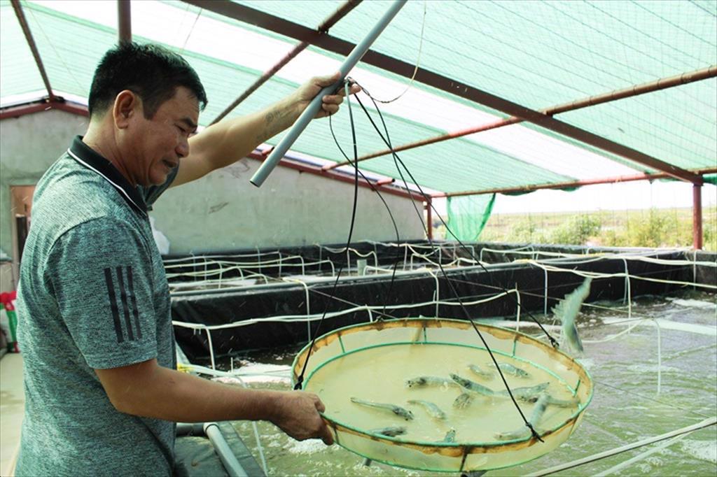 Chậm cấp mã số vùng nuôi, con tôm hẹp đường xuất khẩu