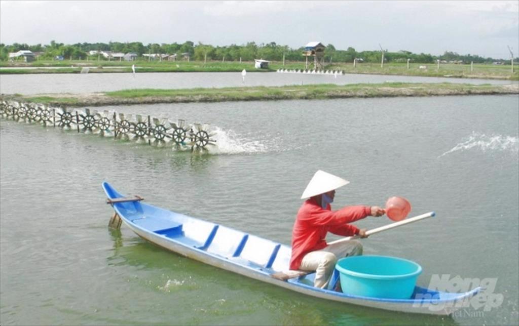 Sóc Trăng: Phát huy lợi thế nuôi tôm nước lợ