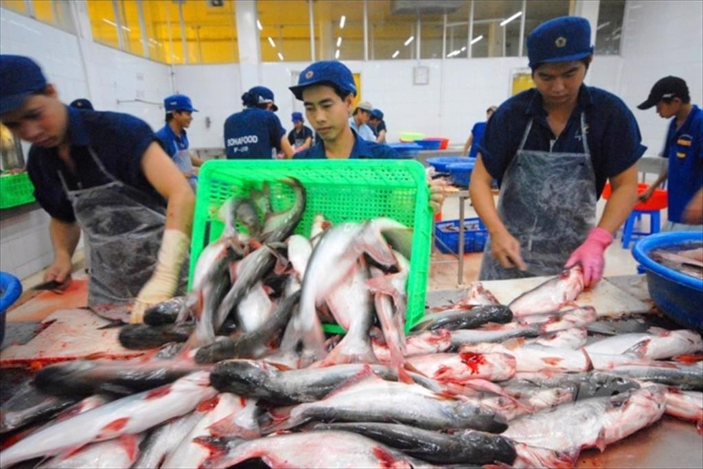 Xuất khẩu thủy sản cuối năm phụ thuộc vào tiêm vacxin