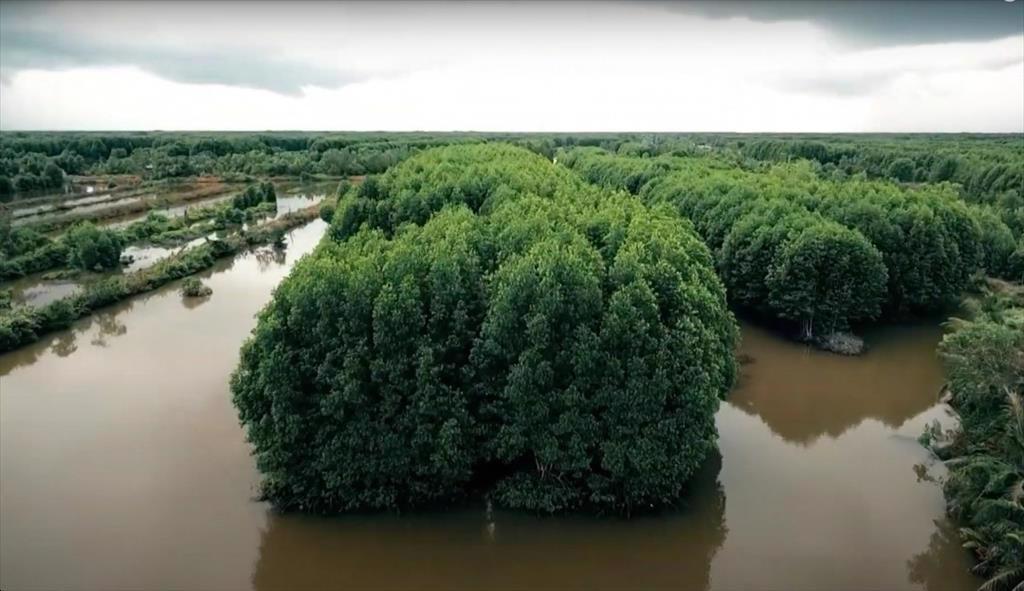 Nuôi tôm sinh thái vẫn… hái ra tiền