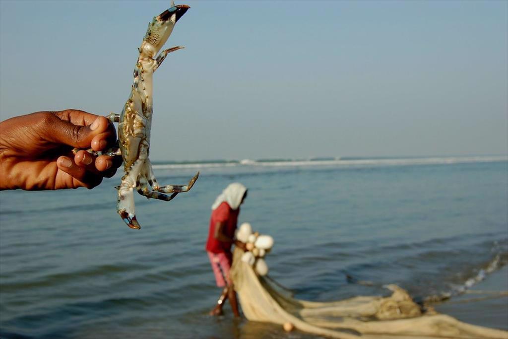 Trung Quốc gỡ bỏ lệnh cấm nhập khẩu cua từ Bangladesh