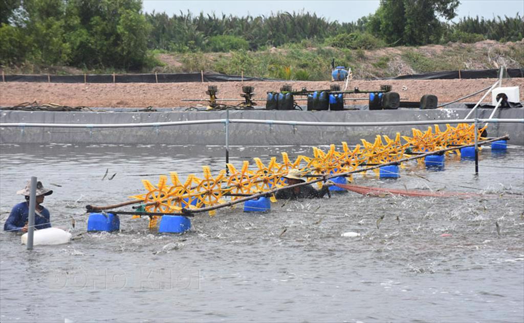 Khuyến cáo một số biện pháp quản lý trong nuôi tôm nước lợ và sò huyết