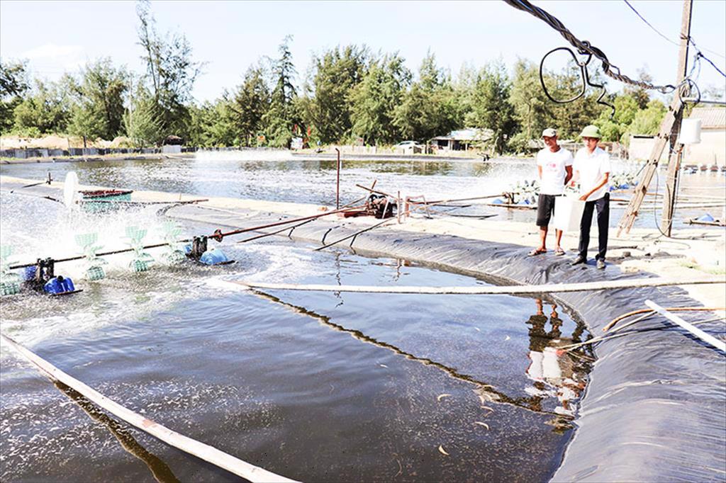 Mô hình nuôi tôm thẻ chân trắng đạt hiệu quả cao