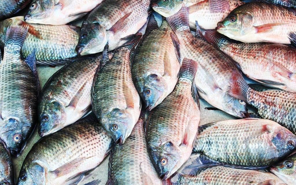 Ngành cá rô phi phục hồi sau khi thích ứng với đại dịch