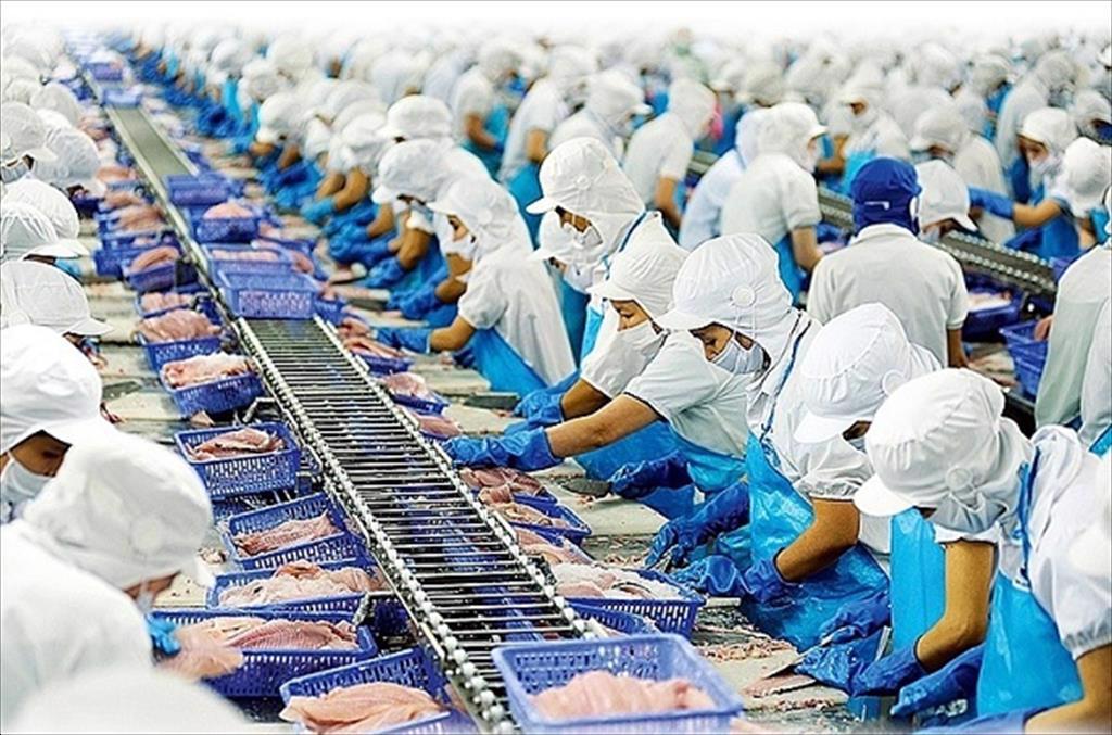 Chuyên gia cảnh báo thủy sản Việt Nam mất 480 triệu USD nếu bị Ủy ban châu Âu phạt thẻ đỏ