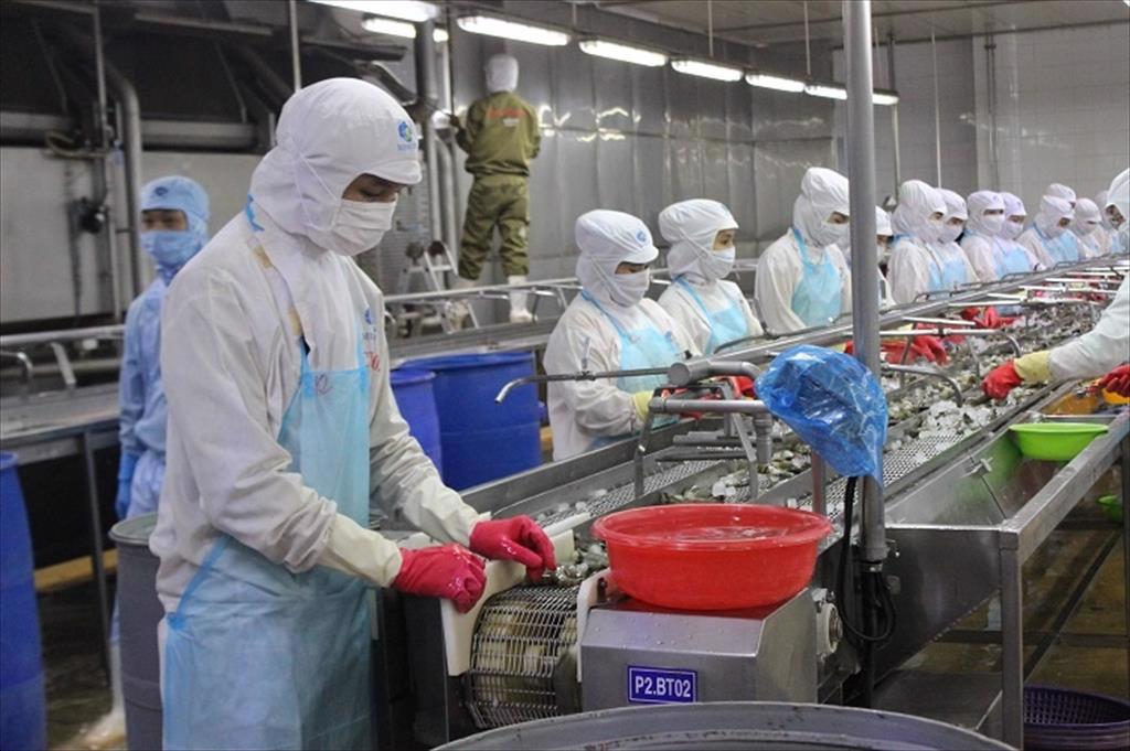 Nhu cầu nhập thủy sản Việt Nam tăng cao, nhưng nhiều nhà máy lại đóng cửa