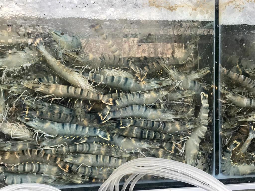 Nhiều doanh nghiệp Trung Quốc muốn mua lượng lớn thủy sản Việt Nam