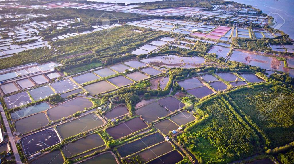 Ấn Độ: Giá tôm tăng trong tuần 32