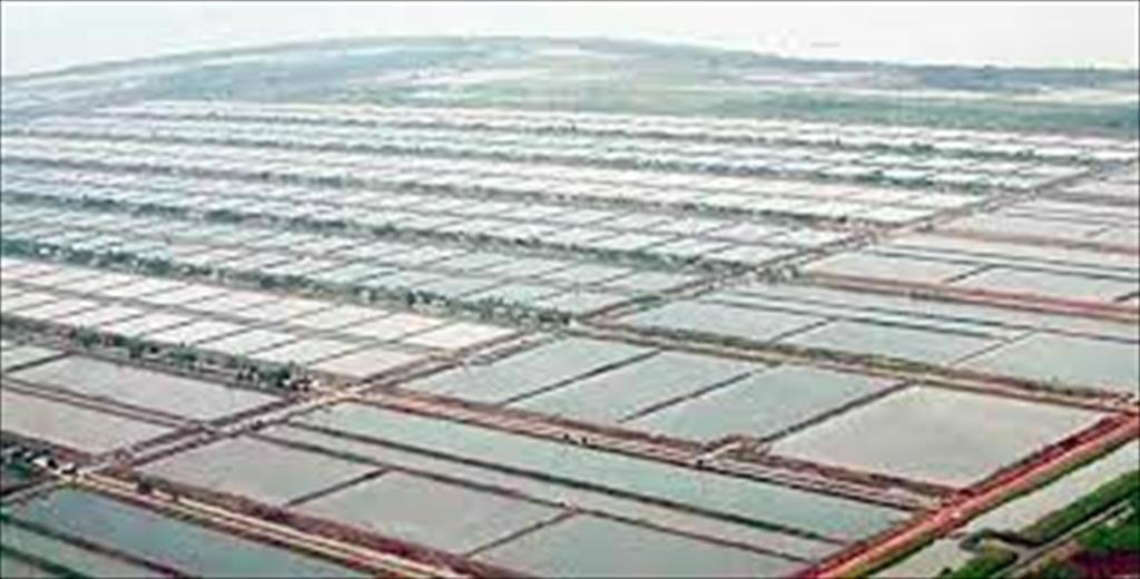 Indonesia: Giá tôm chân trắng tiếp tục giảm