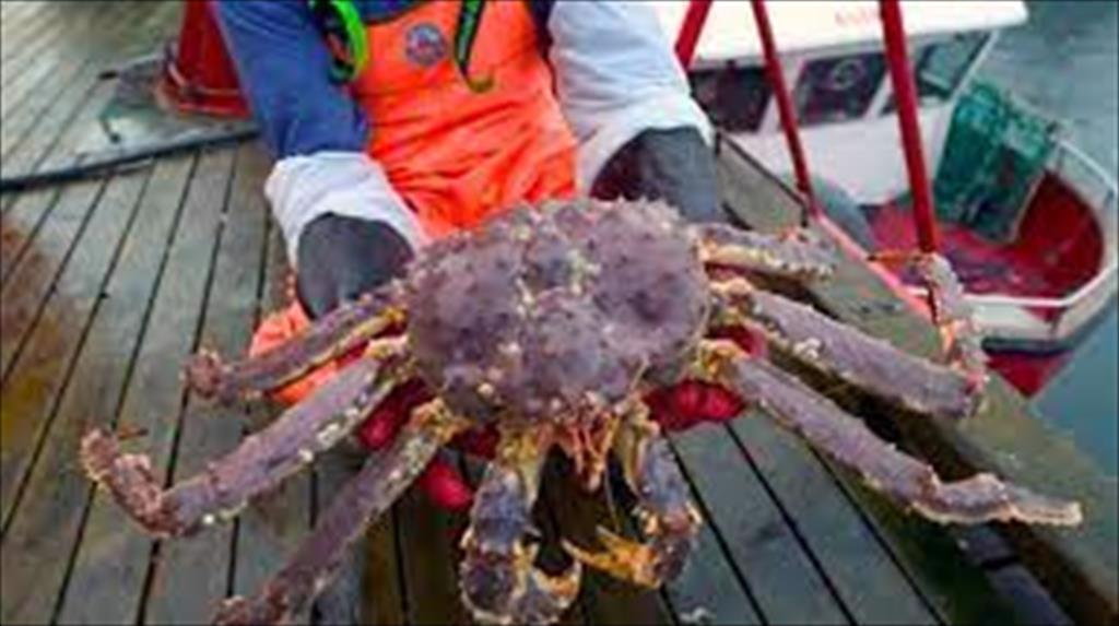 Na Uy tăng xuất khẩu cua trong tháng 7/2021