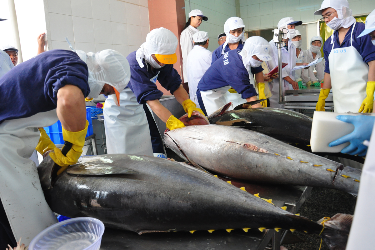 Tuna exports from Vietnam to Chile increased slightly