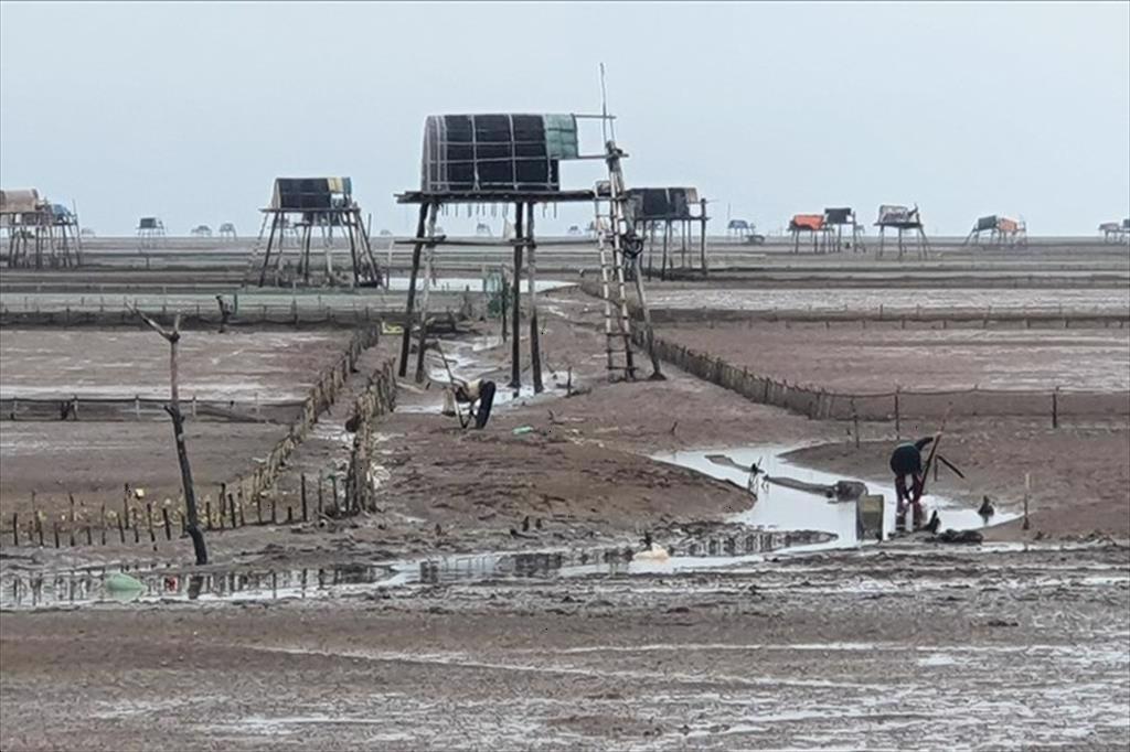 Ngao "đói" cát biển, Thái Bình chỉ đạo tìm giải pháp tháo gỡ