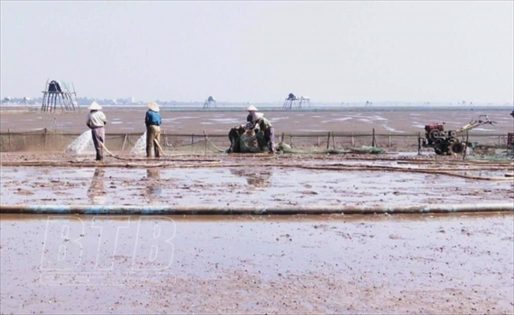 Bảo đảm an toàn nuôi ngao trước thời tiết bất thuận