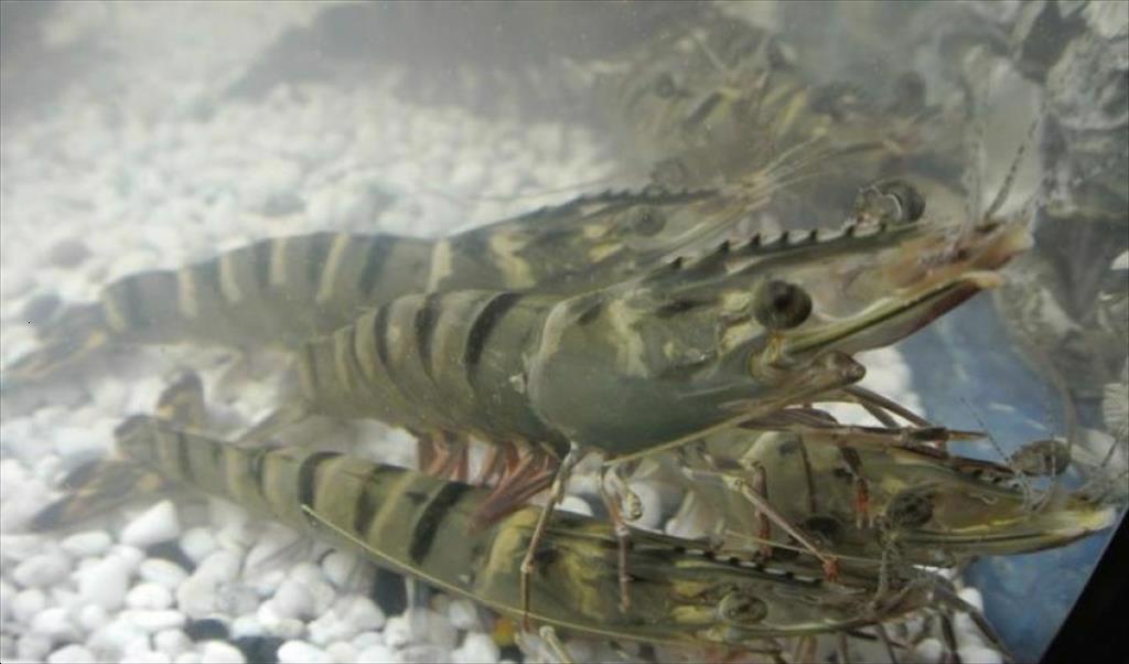 Trung Quốc: Người dân chuyển sang nuôi tôm sú nhờ giá cao hơn