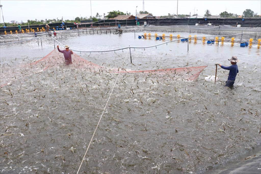 ĐBSCL: Tôm rớt giá, chi phí bắt tôm tăng khiến người nuôi thua lỗ