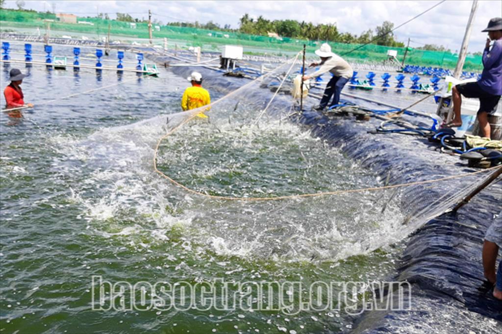 Giải pháp phát triển sản xuất trong nuôi tôm nước lợ thời điểm dịch Covid-19