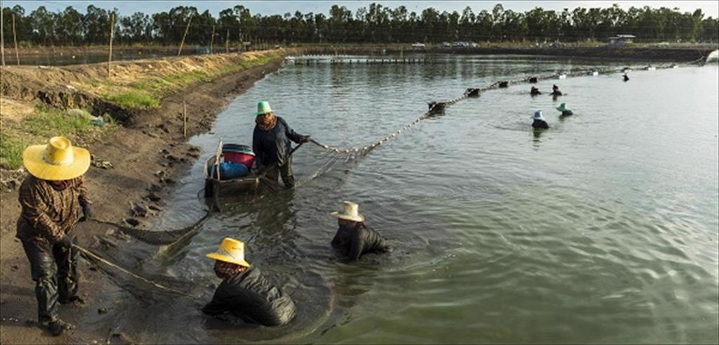 Thái Lan: Giá tôm chân trắng nguyên liệu giảm xuống mức thấp nhất