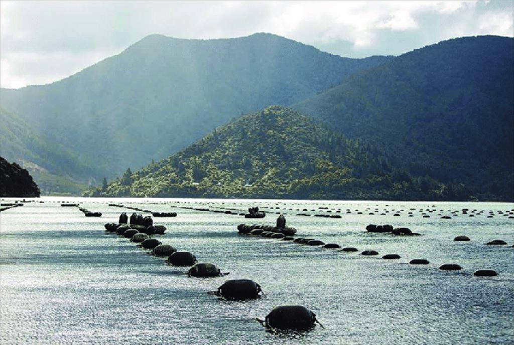 EU: Nhập khẩu vẹm từ New Zealand giảm một nửa 