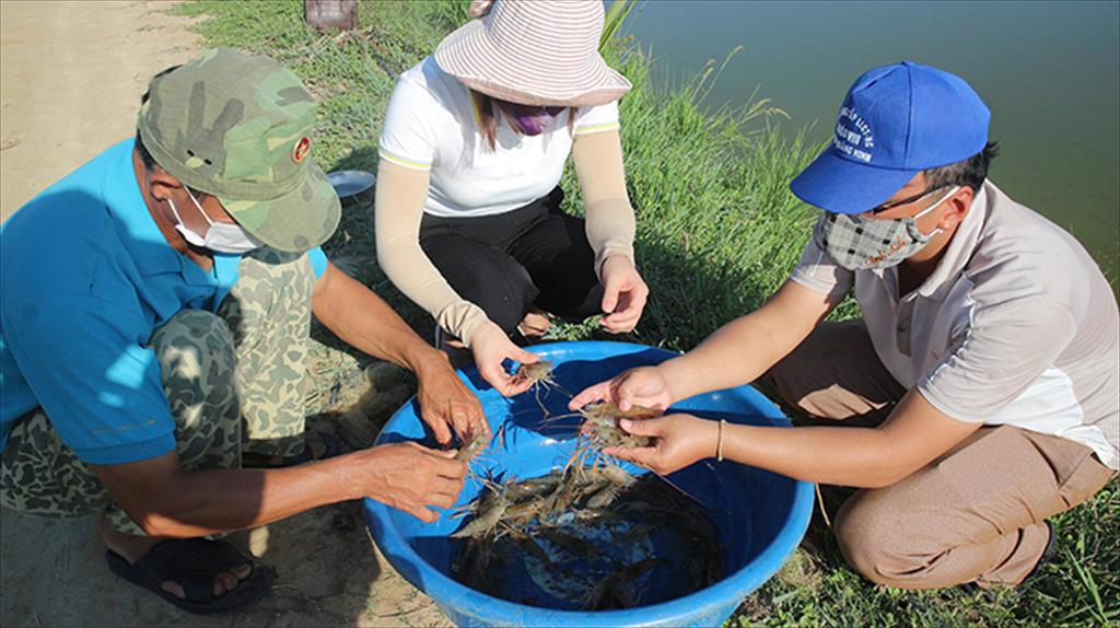 Tôm càng xanh trên đất lúa chuyển đổi