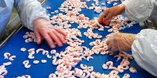 EU: Nhập khẩu tôm chế biến từ Greenland giảm trong nửa đầu năm nay