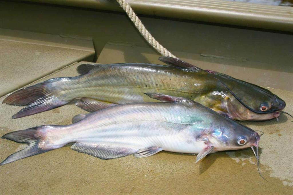 Tình trạng mới về quy định giám sát cá da trơn của USDA